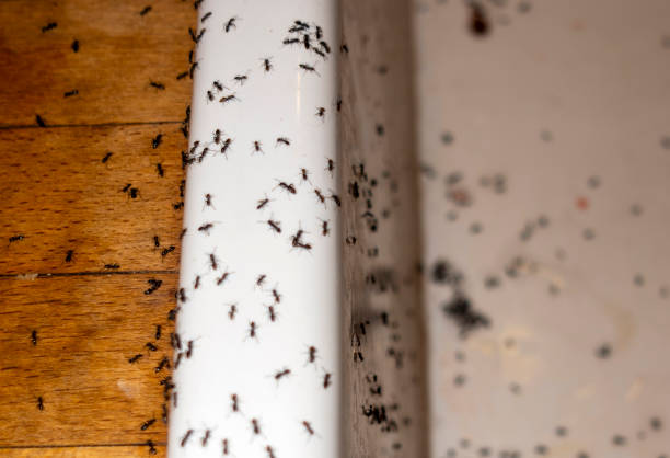 Best Pest Prevention Services  in Lyndon, KS