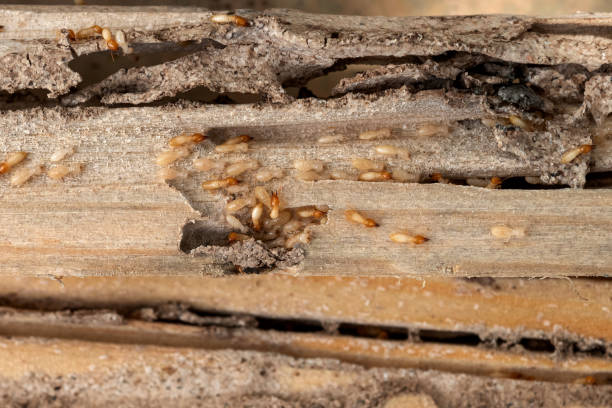 Best Wasp Removal Services  in Lyndon, KS